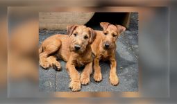 Irish Terrier Welpen aktuell