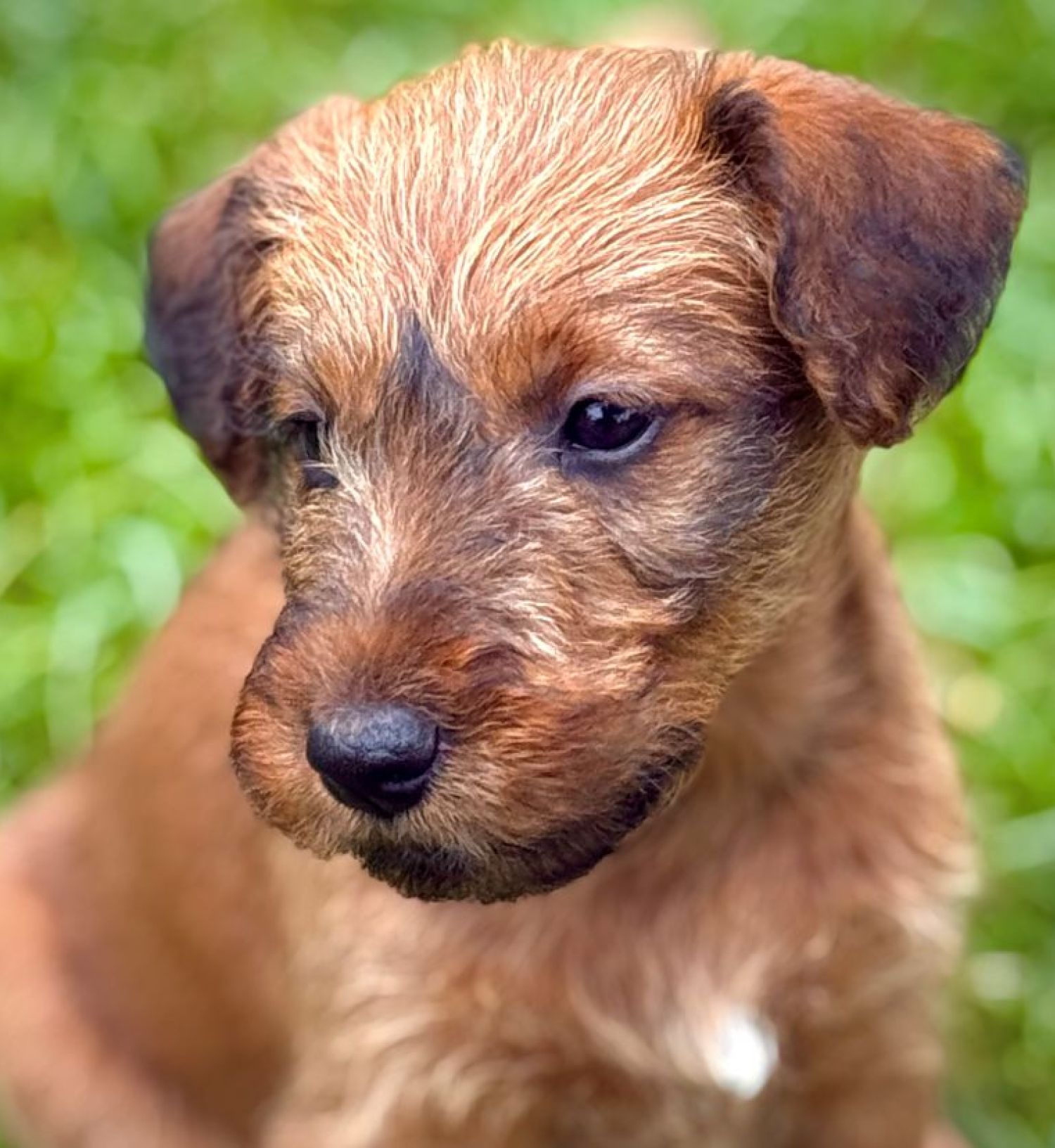 Irish Terrier Welpe Irish Terrier puppies