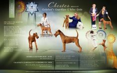 Irish Terrier Welpen aktuell