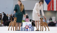 Galahad's Guardian Irish Terrier puppies