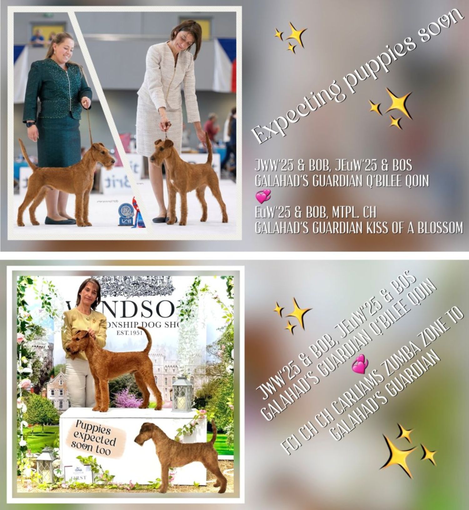 Irish Terrier Welpe