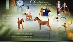 Irish Terrier Welpen aktuell