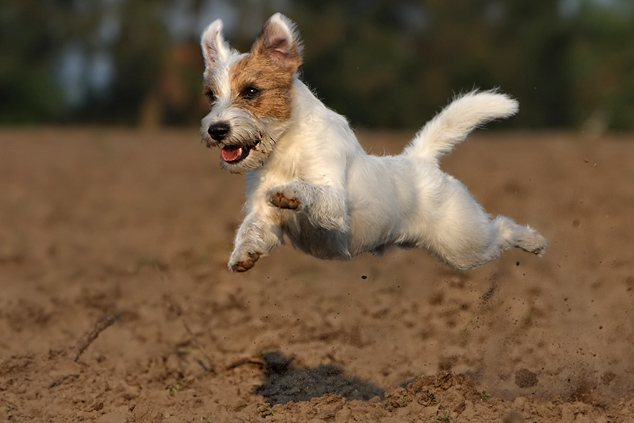 Sport und Spass Hundeschule
